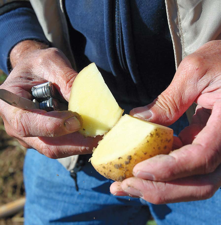 Hands cutting a potato